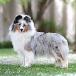 Shetland Sheepdogs from Honeyhill shelties