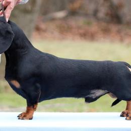 Dachshunds from Dreamin Dachshunds