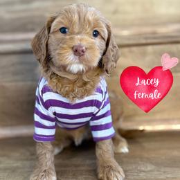 Lacey - Caramel red female Australian Labradoodle puppy in Citrus Heights, California from Elite Blend Labradoodles