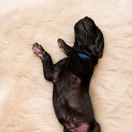 Blue - Black male Great Dane puppy in Luling, Texas from Pegasus Great Danes