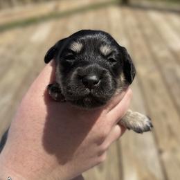 Skye - Black and cream female Dachshund puppy in Wellford, South Carolina from Crowder Doxies