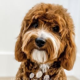 Goldendoodles from Oodles of Teacup Doodles