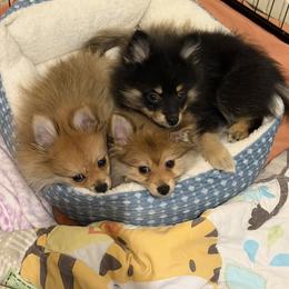 Pomeranian Puppies from Frank Sidders
