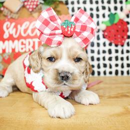 Eliza - Buff female Cocker Spaniel puppy in Rattan, Oklahoma from Double M Cocker Spaniels