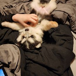 Siberian Husky Puppies from Crystal's Siberian Huskies