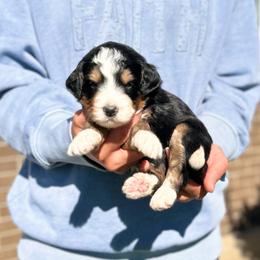 Merida - Tri-color female Bernedoodle puppy in Sugarcreek, Ohio from Cuddly Companion Doodles
