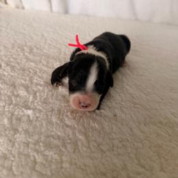 Poison Ivy - Black and white female Bernedoodle puppy in Luana, Iowa from Country View Bernedoodles and Goldendoodles