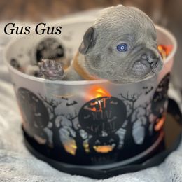 French Bulldog Puppies from Fabled Frenchies