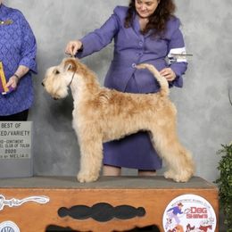 Lukas - Soft Coated Wheaten Terrier