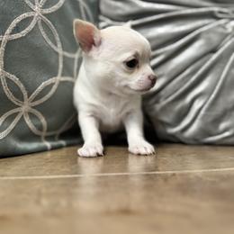 Chihuahua Puppies from Clan Cordovathone