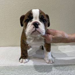 Bulldog All Grown Up from Kokopelli Bulldogs