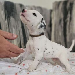 Boy 5 - White and black Dalmatian puppy in Adamstown, Maryland from Sprinkled with Hearts Dalmatians