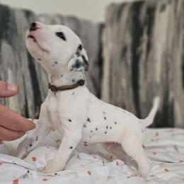 Boy 5 - White and black Dalmatian puppy in Adamstown, Maryland from Sprinkled with Hearts Dalmatians