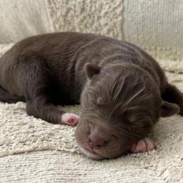 Rex - Red and white male Siberian Husky puppy in Union Grove, Alabama from Southern Siberian Life
