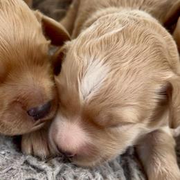 Amy - Apricot female Goldendoodle puppy in Pensacola, Florida from Goldendoodles Love You in Pensacola Friend Edition