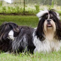 Shih Tzu puppies from Shih Tzus To Love