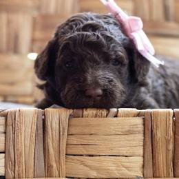 Petal - Chocolate female Labradoodle puppy in Stamford, Connecticut from Doodles of CT
