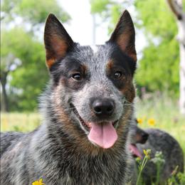 Crowley - Australian Cattle Dog