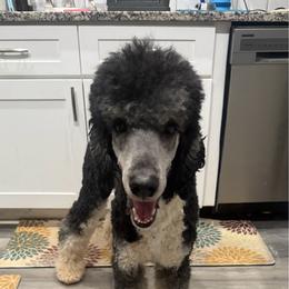 Brixx Karter - Poodle