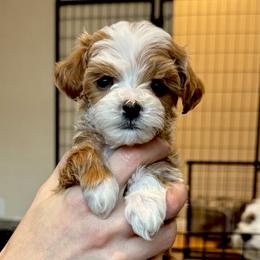 Fayette - Red  female Goldendoodle puppy in Bountiful, Utah from Red Brick Doodles