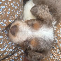 Tanner - Piebald male Dachshund puppy in Utica, Ohio from Poodle Me Crazy