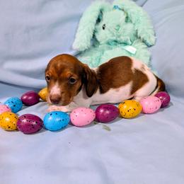 Bubba - Piebald male Dachshund puppy in Jerusalem, Ohio from Twin Hickory Ranch