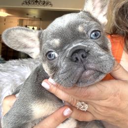 French Bulldog Puppies from Fav Frenchie Boutique
