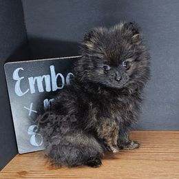 Pepper's Hitching A Ride - Rider - Black and brindle male Pomeranian puppy in Plant City, Florida from Pepper's Pomeranians