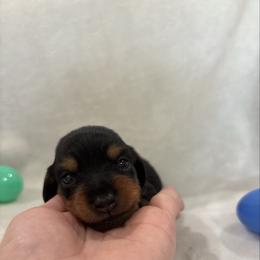 Olive - Black and tan female Dachshund puppy in White Pine, Tennessee from Rocky Top Weenies