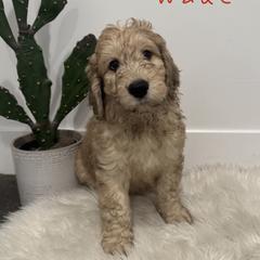 Norman Wade - Merle-sable male Saint Berdoodle puppy in Mesa, Arizona from Desert Bohunk Doodles and Branded Bullies