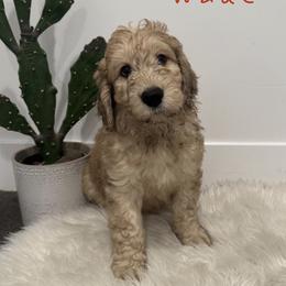 Norman Wade - Merle-sable male Saint Berdoodle puppy in Mesa, Arizona from Desert Bohunk Doodles and Branded Bullies