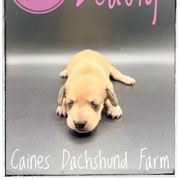 Beauty - Cream female Dachshund puppy in Cincinnati, Ohio from Caines Dachshund Farm