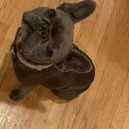 Indy - French Bulldog