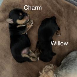 Yorkshire Terrier puppies from Donnas DiamondZ
