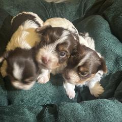 Yorkshire Terriers from M&S Royal Luxe Yorkies