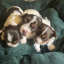 Yorkshire Terriers from M&S Royal Luxe Yorkies