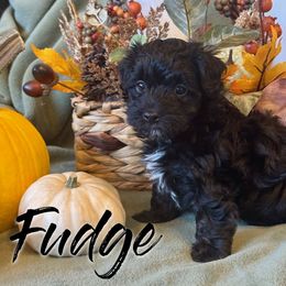 Fudge - Black male Havapoo puppy in Marion, North Carolina from Puddles' Puppies