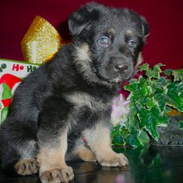 German Shepherd Puppies from Century Farms