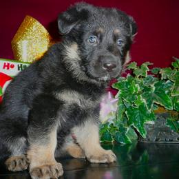 German Shepherd Puppies from Century Farms