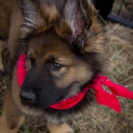 German Shepherd Puppies from Journey's German Shepherds (Kennel Vom Himmel)