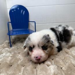Thistle - Blue merle and white male American Corgi puppy in Scottown, Ohio from Wyndy Ridge Corgis