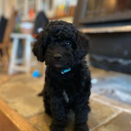 Spruce - Black male Goldendoodle puppy in Eaton, Ohio from Dezi’s Sonshine Doodles