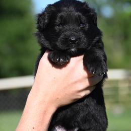 Music - Black female German Shepherd puppy in Azle, Texas from Alsup German Shepherds