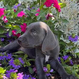 Weimaraner All Grown Up from Weim Squadron