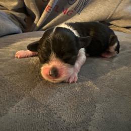 Yogi - Black and white male Cocker Spaniel puppy in Columbia, South Carolina from Fleur de Lis Cockers- Cuchna Cockers