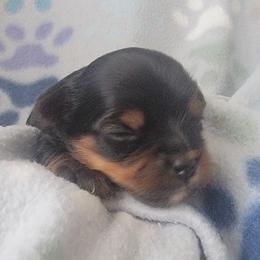 Sirius - Black and tan male Yorkshire Terrier puppy in Springville, Utah from Lundberg Yorkies