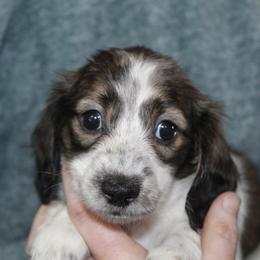 Dessi - Piebald female Dachshund puppy in La Junta, Colorado from Royal King’s Mini Dachshunds