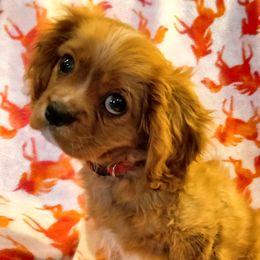 Cavalier King Charles Spaniels from Cavaliers at Carmen Acres Farm