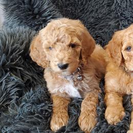 Poodle Puppies from Mountain Ridge Poodles