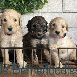 Bernedoodles from Wellsville Bernedoodles